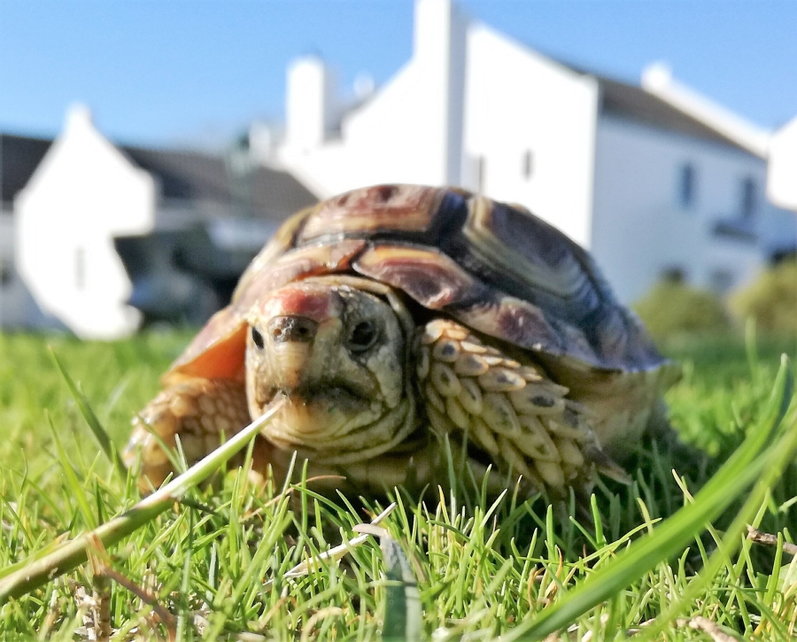 3 Bedroom Property for Sale in Sandy Point Western Cape